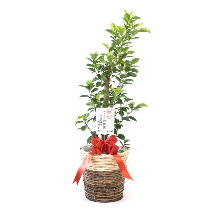 観葉植物 通販 ガジュマル 7号鉢 ツートーン鉢カバー付 観葉植物 本物