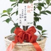 観葉植物 通販 ガジュマル 7号鉢 ツートーン鉢カバー付 観葉植物 本物