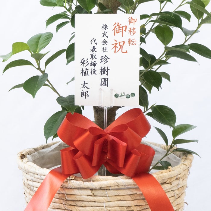 観葉植物 通販 ガジュマル 7号鉢 ツートーン鉢カバー付 観葉植物 本物