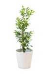 観葉植物 通販 ガジュマル 7号鉢 ガルボ鉢カバー付 観葉植物 本物