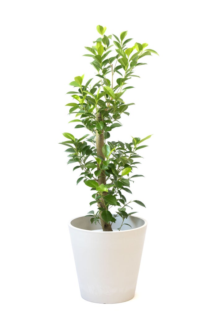 観葉植物 通販 ガジュマル 7号鉢 ガルボ鉢カバー付 観葉植物 本物