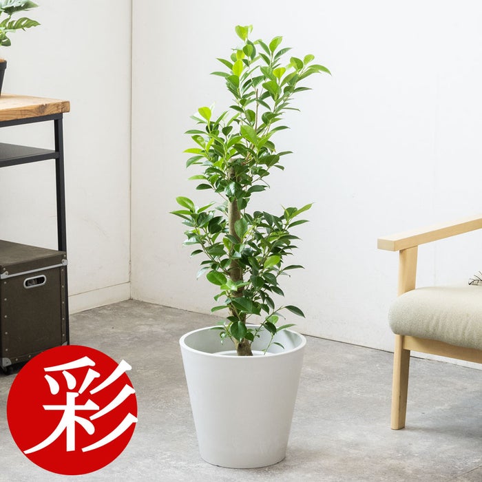 観葉植物 通販 ガジュマル 7号鉢 ガルボ鉢カバー付 観葉植物 本物