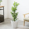 観葉植物 通販 ガジュマル 7号鉢 ガルボ鉢カバー付 観葉植物 本物