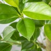 観葉植物 通販 ガジュマル 7号鉢 ガルボ鉢カバー付 観葉植物 本物
