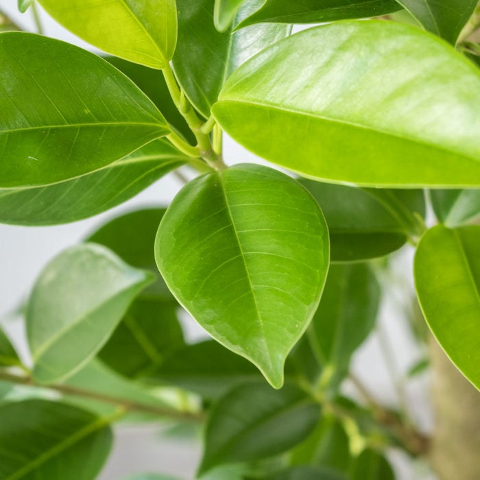 観葉植物 通販 ガジュマル 7号鉢 ガルボ鉢カバー付 観葉植物 本物