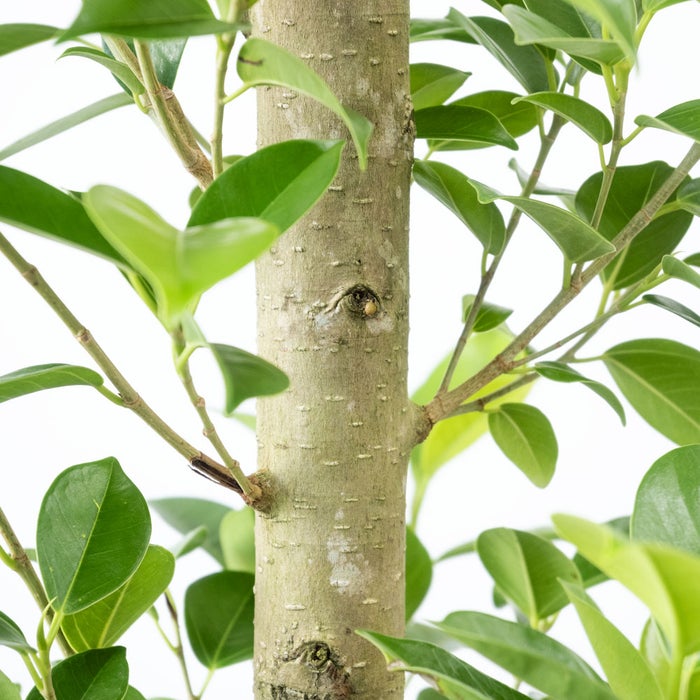 観葉植物 通販 ガジュマル 7号鉢 ガルボ鉢カバー付 観葉植物 本物