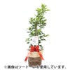 観葉植物 通販 ガジュマル 7号鉢 ガルボ鉢カバー付 観葉植物 本物