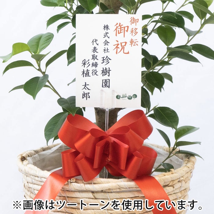 観葉植物 通販 ガジュマル 7号鉢 ガルボ鉢カバー付 観葉植物 本物