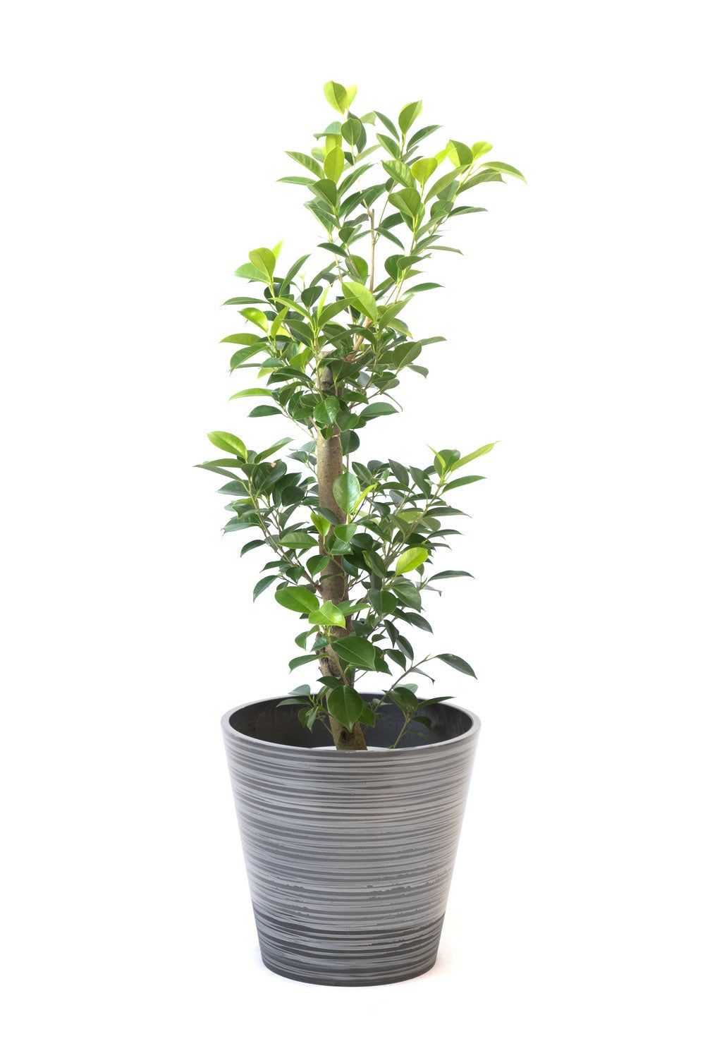 観葉植物 通販 ガジュマル 7号鉢 エコフレンドリーポット鉢カバー付 観葉植物 本物