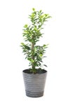 観葉植物 通販 ガジュマル 7号鉢 エコフレンドリーポット鉢カバー付 観葉植物 本物