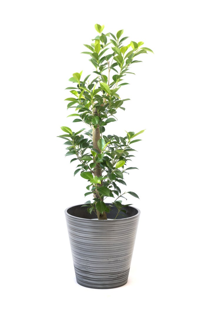 観葉植物 通販 ガジュマル 7号鉢 エコフレンドリーポット鉢カバー付 観葉植物 本物