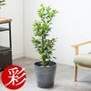 観葉植物 通販 ガジュマル 7号鉢 エコフレンドリーポット鉢カバー付 観葉植物 本物