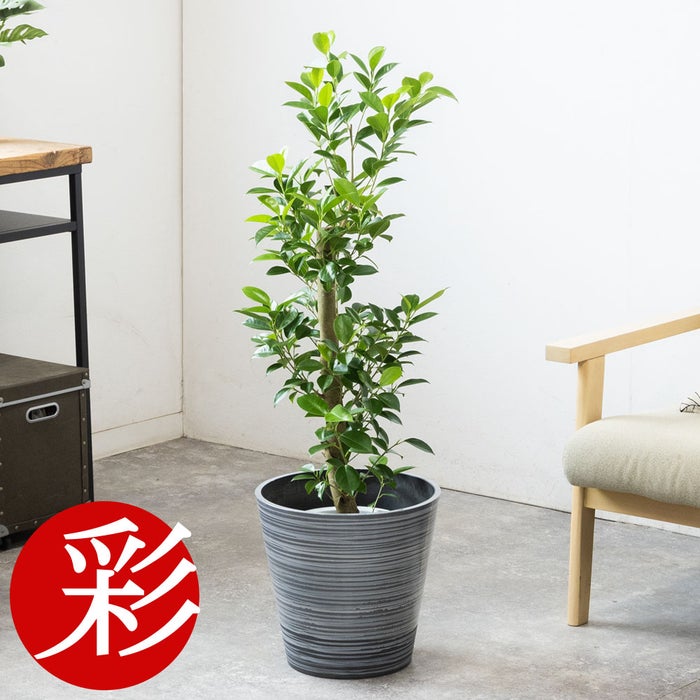 観葉植物 通販 ガジュマル 7号鉢 エコフレンドリーポット鉢カバー付 観葉植物 本物
