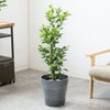 観葉植物 通販 ガジュマル 7号鉢 エコフレンドリーポット鉢カバー付 観葉植物 本物