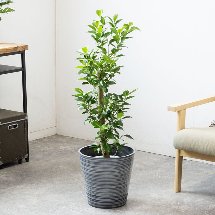 観葉植物 通販 ガジュマル 7号鉢 エコフレンドリーポット鉢カバー付 観葉植物 本物