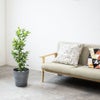 観葉植物 通販 ガジュマル 7号鉢 エコフレンドリーポット鉢カバー付 観葉植物 本物