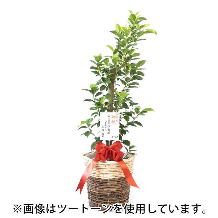 観葉植物 通販 ガジュマル 7号鉢 エコフレンドリーポット鉢カバー付 観葉植物 本物