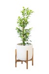 観葉植物 通販 ガジュマル 7号鉢 ルーケト鉢カバー付 観葉植物 本物