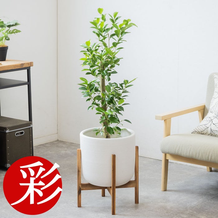 観葉植物 通販 ガジュマル 7号鉢 ルーケト鉢カバー付 観葉植物 本物