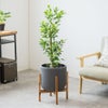 観葉植物 通販 ガジュマル 7号鉢 ルーケト鉢カバー付 観葉植物 本物