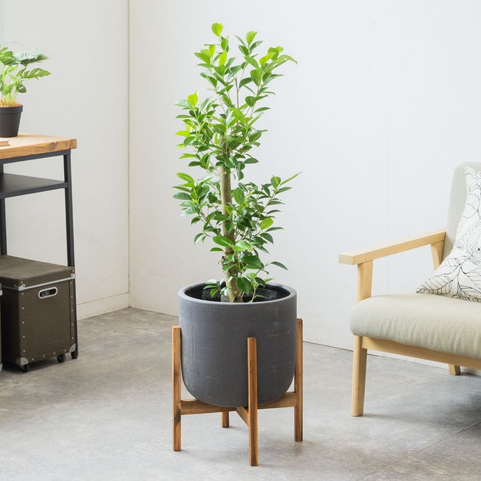 観葉植物 通販 ガジュマル 7号鉢 ルーケト鉢カバー付 観葉植物 本物