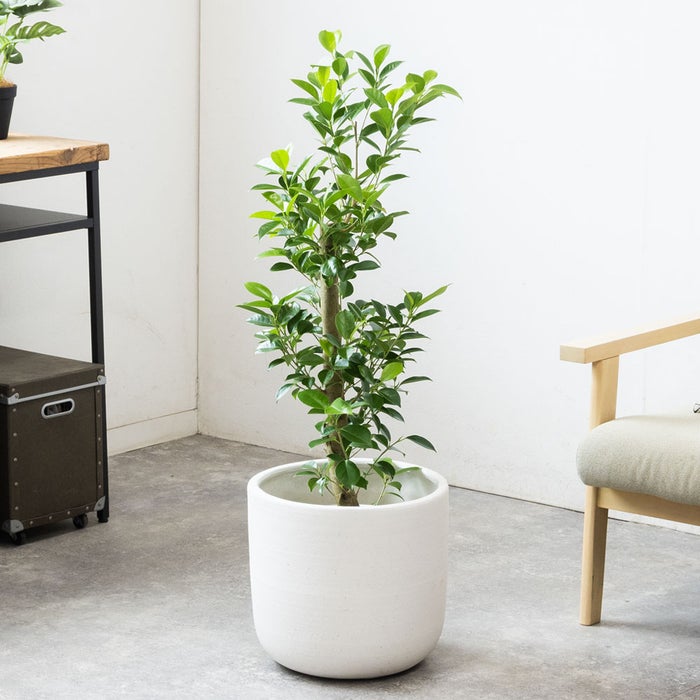 観葉植物 通販 ガジュマル 7号鉢 ルーケト鉢カバー付 観葉植物 本物