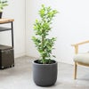 観葉植物 通販 ガジュマル 7号鉢 ルーケト鉢カバー付 観葉植物 本物