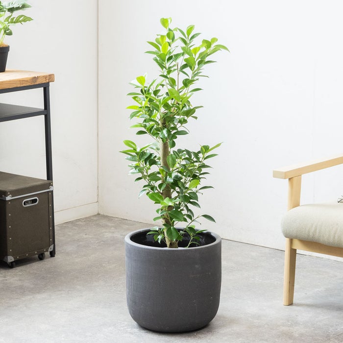 観葉植物 通販 ガジュマル 7号鉢 ルーケト鉢カバー付 観葉植物 本物