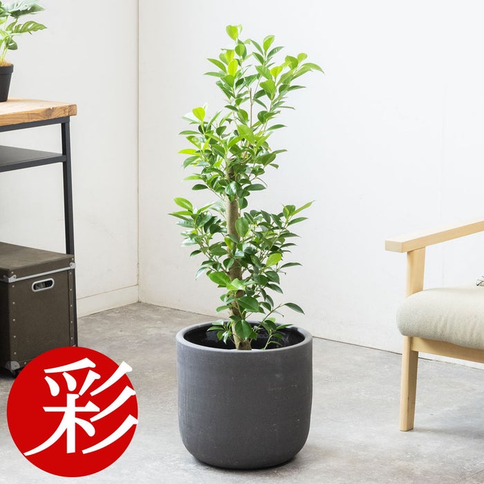 観葉植物 通販 ガジュマル 7号鉢 ルーケト鉢カバー付 観葉植物 本物