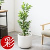 観葉植物 通販 ガジュマル 7号鉢 ルーケト鉢カバー付 観葉植物 本物