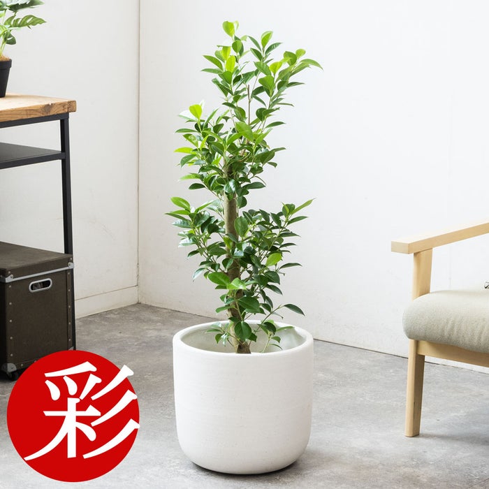 観葉植物 通販 ガジュマル 7号鉢 ルーケト鉢カバー付 観葉植物 本物