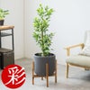 観葉植物 通販 ガジュマル 7号鉢 ルーケト鉢カバー付 観葉植物 本物