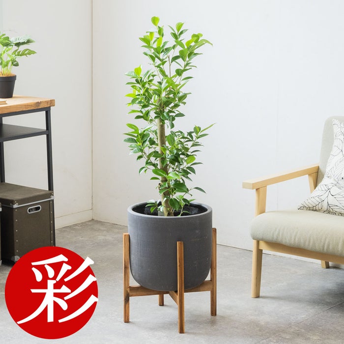 観葉植物 通販 ガジュマル 7号鉢 ルーケト鉢カバー付 観葉植物 本物