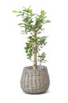 観葉植物 通販 ガジュマル 7号鉢 ボールバスケット鉢カバー付 観葉植物 本物