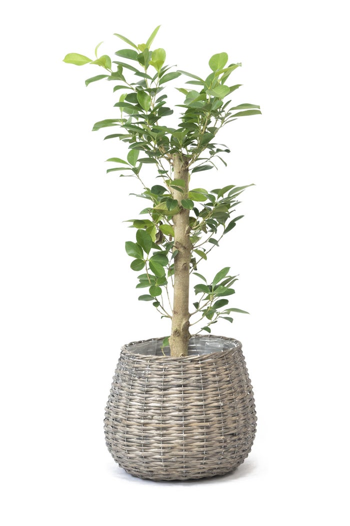 観葉植物 通販 ガジュマル 7号鉢 ボールバスケット鉢カバー付 観葉植物 本物