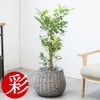 観葉植物 通販 ガジュマル 7号鉢 ボールバスケット鉢カバー付 観葉植物 本物