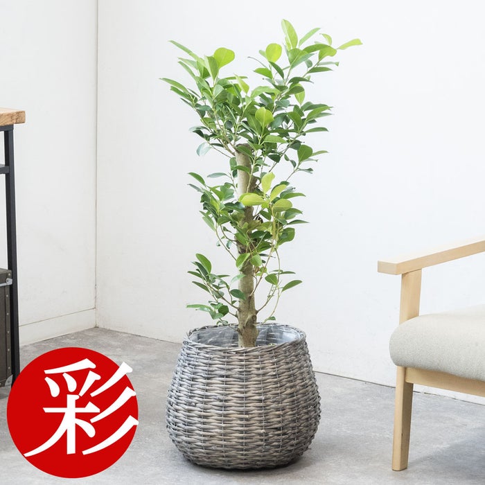 観葉植物 通販 ガジュマル 7号鉢 ボールバスケット鉢カバー付 観葉植物 本物