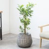 観葉植物 通販 ガジュマル 7号鉢 ボールバスケット鉢カバー付 観葉植物 本物