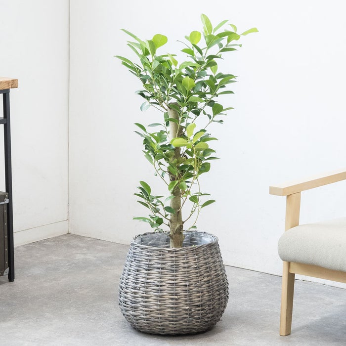 観葉植物 通販 ガジュマル 7号鉢 ボールバスケット鉢カバー付 観葉植物 本物