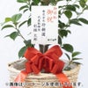 観葉植物 通販 ガジュマル 7号鉢 ボールバスケット鉢カバー付 観葉植物 本物