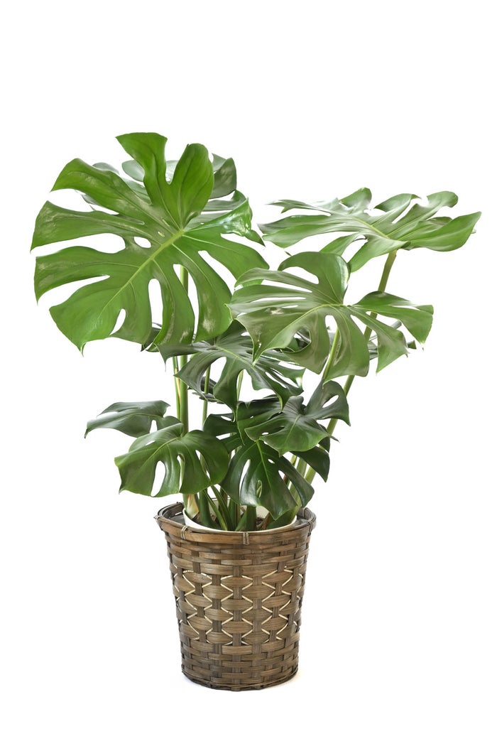 観葉植物 通販 モンステラ 7号鉢 (レギュラーサイズ)  キャラメルブラウン鉢カバー付 観葉植物 本物