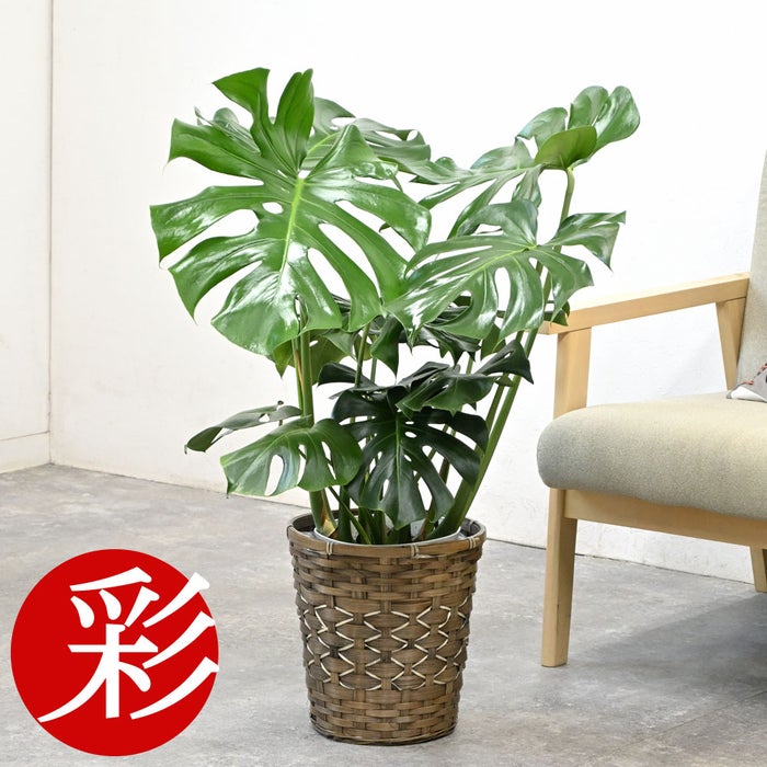 観葉植物 通販 モンステラ 7号鉢 (レギュラーサイズ)  キャラメルブラウン鉢カバー付 観葉植物 本物