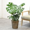 観葉植物 通販 モンステラ 7号鉢 (レギュラーサイズ)  キャラメルブラウン鉢カバー付 観葉植物 本物