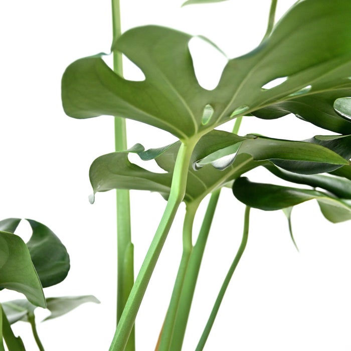 観葉植物 通販 モンステラ 7号鉢 (レギュラーサイズ)  キャラメルブラウン鉢カバー付 観葉植物 本物