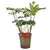観葉植物 通販 モンステラ 7号鉢 (レギュラーサイズ)  キャラメルブラウン鉢カバー付 観葉植物 本物
