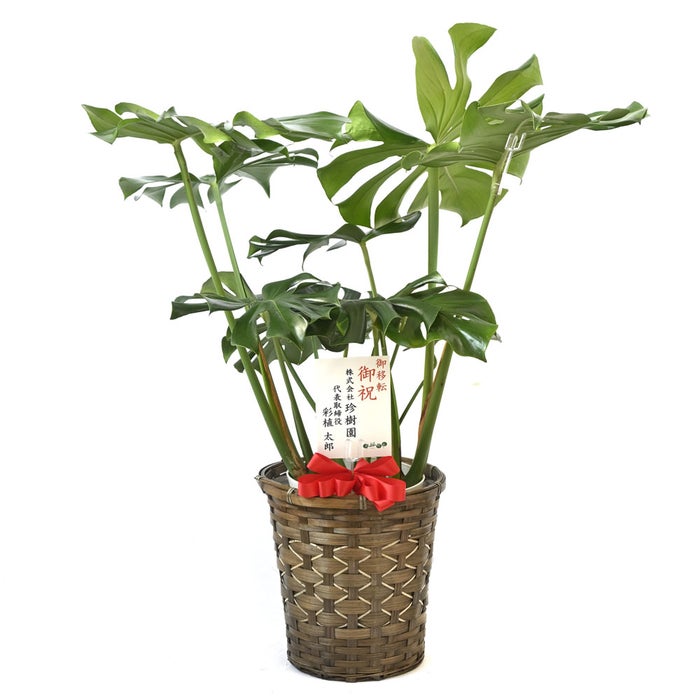 観葉植物 通販 モンステラ 7号鉢 (レギュラーサイズ)  キャラメルブラウン鉢カバー付 観葉植物 本物