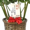 観葉植物 通販 モンステラ 7号鉢 (レギュラーサイズ)  キャラメルブラウン鉢カバー付 観葉植物 本物