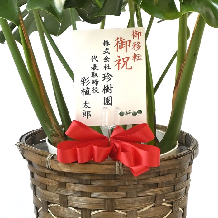 観葉植物 通販 モンステラ 7号鉢 (レギュラーサイズ)  キャラメルブラウン鉢カバー付 観葉植物 本物