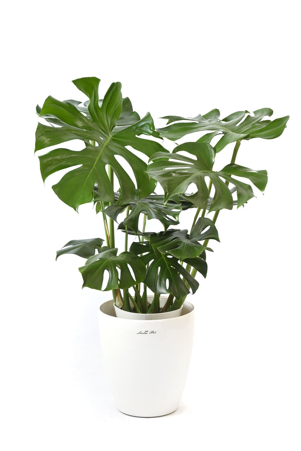 観葉植物 通販 モンステラ 7号鉢 (レギュラーサイズ)  ラスター白鉢カバー付 観葉植物 本物