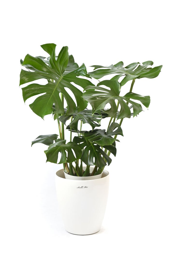 観葉植物 通販 モンステラ 7号鉢 (レギュラーサイズ)  ラスター白鉢カバー付 観葉植物 本物